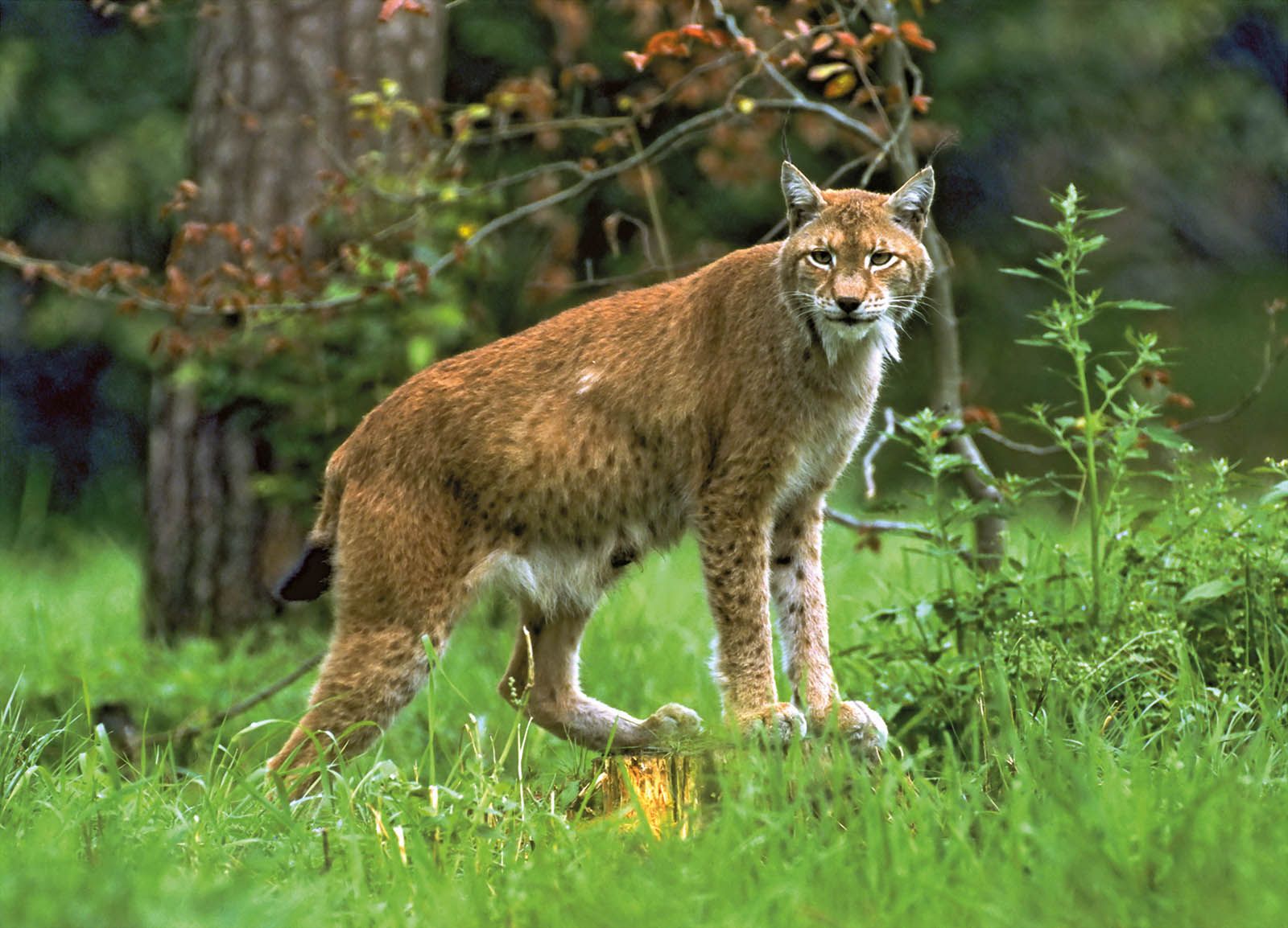 Bild zu Wolf, Bär, Luchs und Mensch!