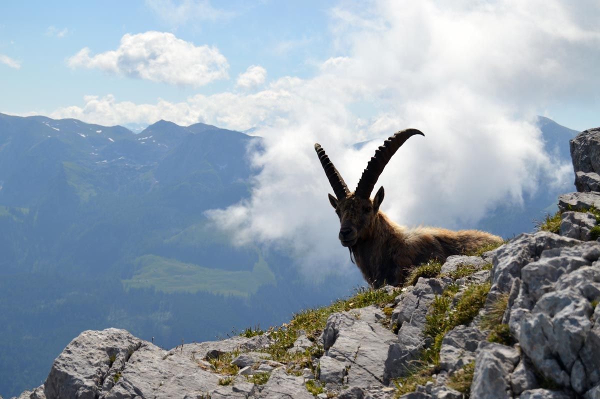 Ein Steinbock am Weg zum Watzmann Hocheck