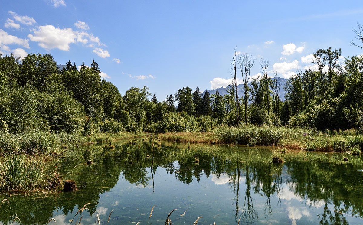 Die Marzoller Au : Auwaldrest bei Bad Reichenhall