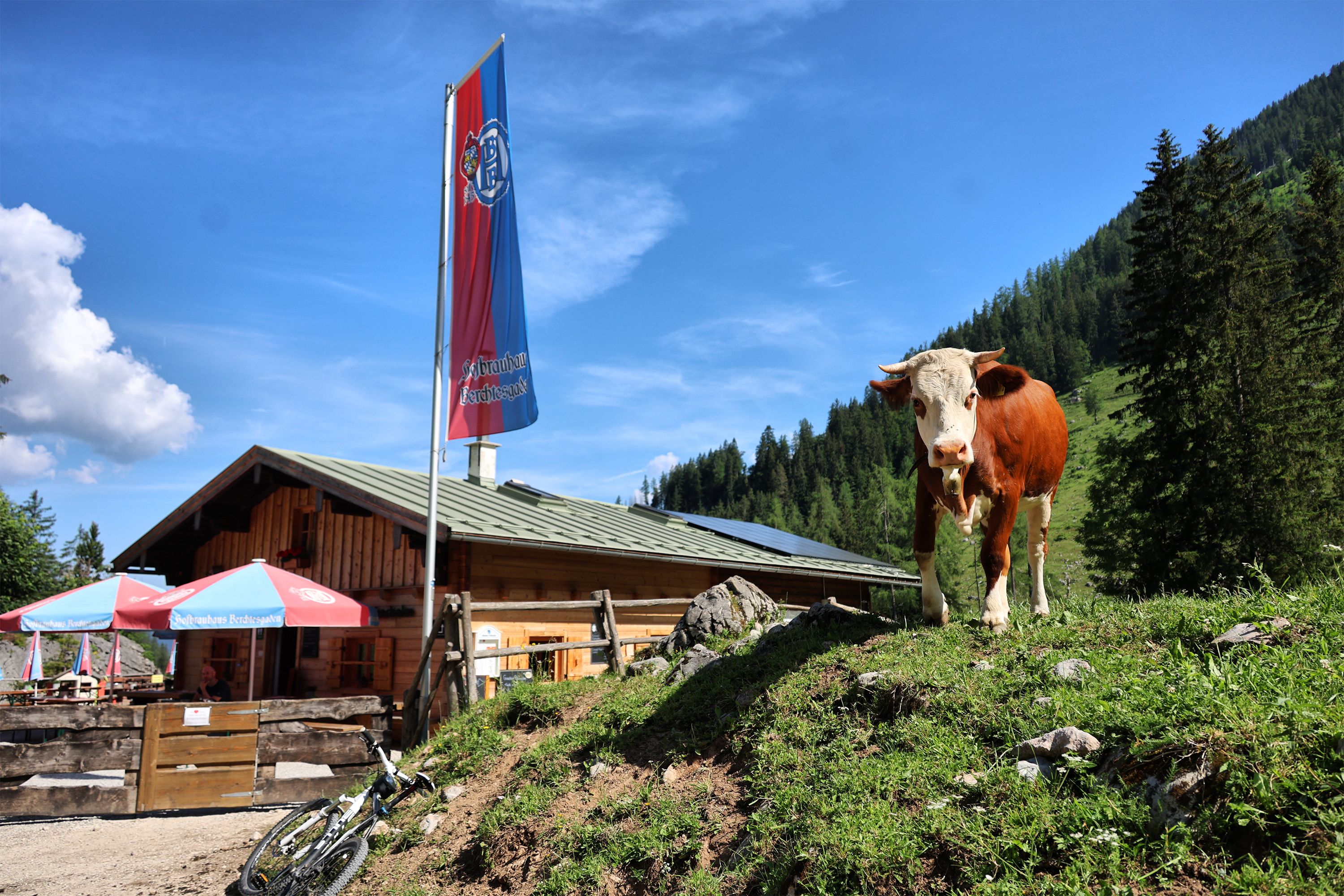 Kuh an der Königsbachalm