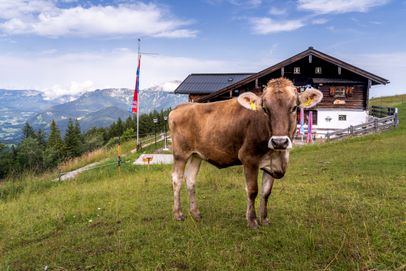 Eine Kuh weidet an der Rossfeld-Skihütte