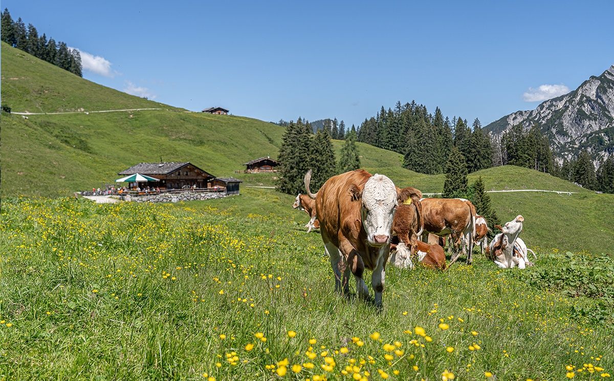 Almidylle auf der Litzlalm