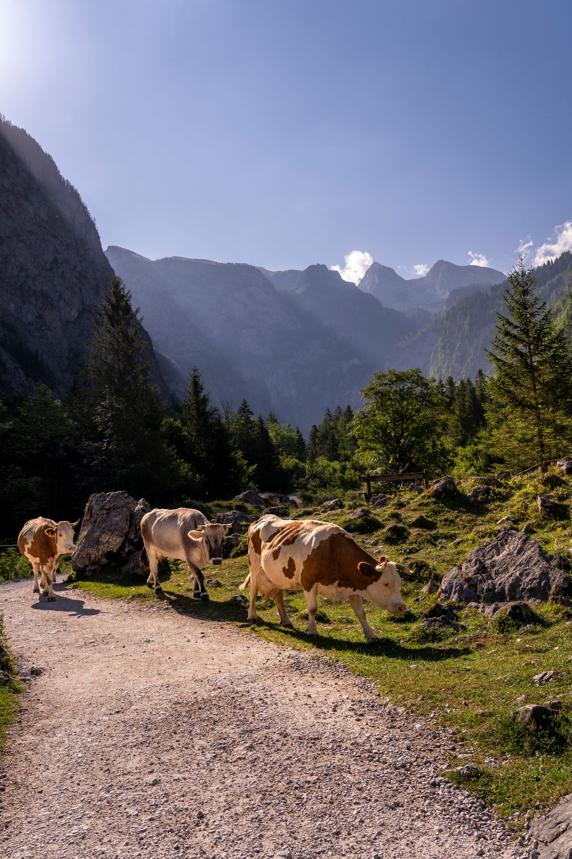 Kühe auf dem Weg zum Obersee